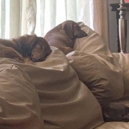 Dachshunds from Scanpoint