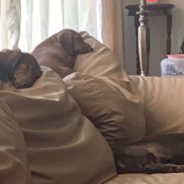 Dachshunds from Scanpoint
