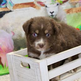 Red Tri - Red tri male Miniature Australian Shepherd puppy in Ronan, Montana from Dirt Road Aussie’s of Montana