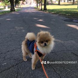 Pomeranian Puppies from Legacy Poms