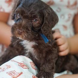 Brave - Chocolate male Australian Labradoodle puppy in Dawson, Georgia from Still Pond Australian Labradoodles