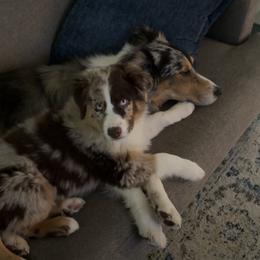 Australian Shepherd Puppies from Shaina’s Shepherds