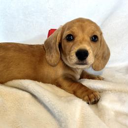 Red - Dapple female Dachshund puppy in West Richland, Washington from Harrington Dachshunds