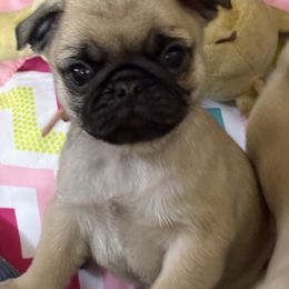 Orange - Fawn male Pug puppy in Altoona, Pennsylvania from Ivyside Pugs