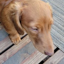 Dachshund Puppies from CLARK'S BREEDING PROGRAM