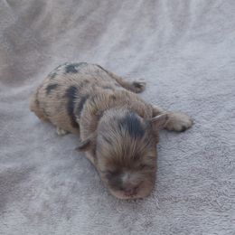Freckles - Merle female Shihpoo puppy in Delphos, Ohio from Route 66 Poodles & Doodles, Sapphire Shih-tzu's of Ohio