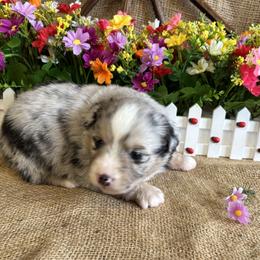 Sage - Blue merle female Miniature American Shepherd puppy in Cowlitz County, Washington from Pleasant Woods Miniature American Shepherds