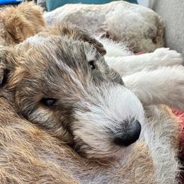 Wire Fox Terrier Puppies from Rick Cavanaugh
