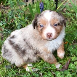 Red Merle, Female Two, Blue Eyes - Red merle female Miniature Australian Shepherd puppy in Parma, Idaho from Arena Valley Acres