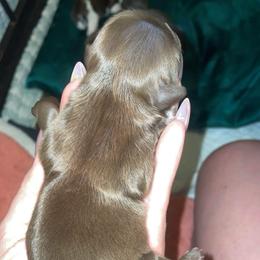 Louie V - Liver male Shih Tzu puppy in Garland, Texas from Bibi’s Exclusive Shih Tzus