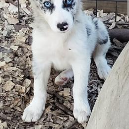 Border Collie Puppies from Shining C Border Collies