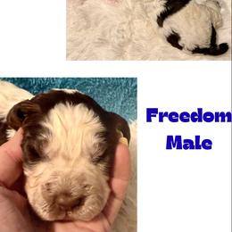 Freedom - Liver white and roan male English Springer Spaniel puppy in Madison, Indiana from McCollough's Pawsome Spaniels and Danny's Delightful Dachshunds