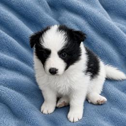 Male 5 - Black and white male Border Collie puppy in Shell Knob, Missouri from Stoneridge Kennel