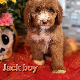 Jack - Red male Labradoodle puppy in Phelan, California from Family Doodles