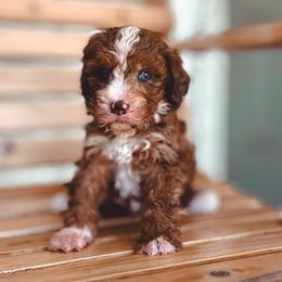Valor - Sable male Bernedoodle puppy in Jackson, Missouri from Pincksten Family Doodles