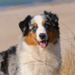 Australian Shepherds from Lk Michigan BIS Champion Aussies