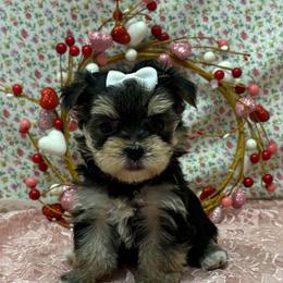 Amelia TEACUP - Black & tan tri-color female Morkie puppy in Monticello, Iowa from Ashley’s Puppies