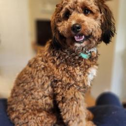 Maple - Bernedoodle
