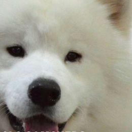 Samoyeds from Alpine Glo Samoyeds