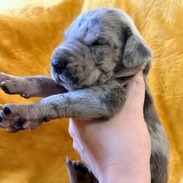 Dusty - Merle male Great Dane puppy in Jerusalem, Arkansas from Mara Danes