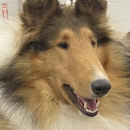 Collies from Little Cypress Collies