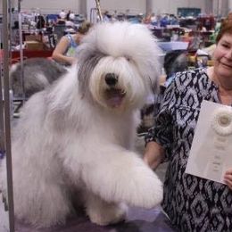 Old English Sheepdog All Grown Up from Redings Retreat