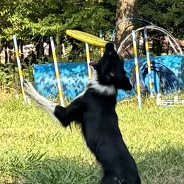 Shetland Sheepdogs from Romestar Shelties