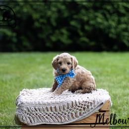 Australian Labradoodle Puppies from South Mitten Labradoodles