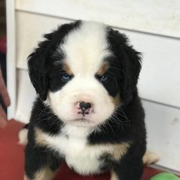 Bernese Mountain Dog Puppies from Bernese Bunker