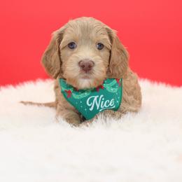 Everest - Gold male Australian Cobberdog puppy in Bellingham, Minnesota from Whispering Prairie Australian Cobberdog