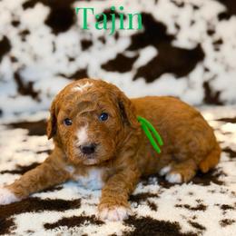 Tajin - Red  male Goldendoodle puppy in Houston, Texas from Golden Life Doodles