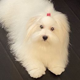 Bebegirl - Coton de Tulear