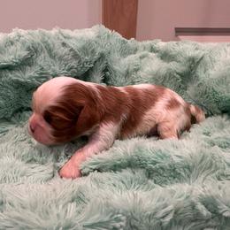 Boy 3 - Blenheim male Cavalier King Charles Spaniel puppy in Honeyville, Utah from Mike and Brandice Brown Performance Animals