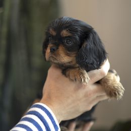 Cavalier King Charles Spaniel Puppies from Tsarevich Goldens and Cavaliers