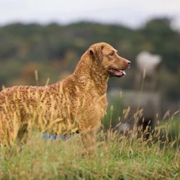 Breezy - Chesapeake Bay Retriever