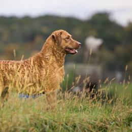 Breezy - Chesapeake Bay Retriever