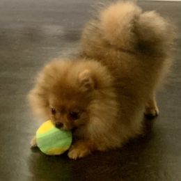 Pomeranian Puppies from Halo Poms