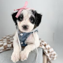Denim - Parti female Goldendoodle puppy in Jamestown, Kentucky from Milk & Honey Doodles