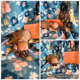 Male 1 - Fawn male Pug puppy in Trenton, Tennessee from Brenda's Puppies
