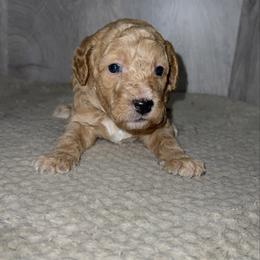 Charley - Cream male Goldendoodle puppy in Valdosta, Georgia from Designer Doodles of South GA
