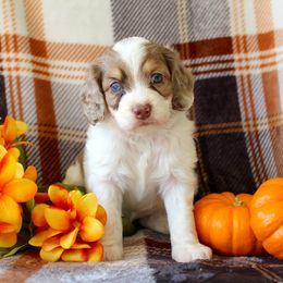 Loki - Brown and white male Cockapoo puppy in Morgan County, West Virginia from 'Capon Cuties