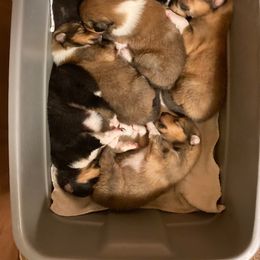 "2022" Collie Puppies from Good Dog