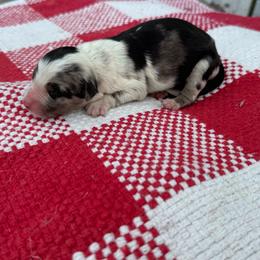Snickers - Blue merle female Australian Shepherd puppy in Laotto, Indiana from Circle B working Aussies