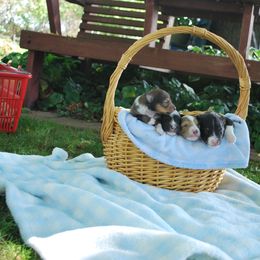 Shetland Sheepdog Puppies from Sheltiepal