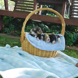 Shetland Sheepdog Puppies from Sheltiepal