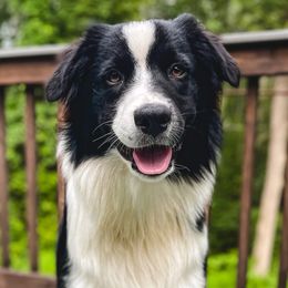 Silco - Black & white male Australian Shepherd puppy in Cumberland, Rhode Island from Relic