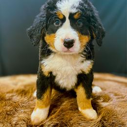 Figgy - Black rust and white female Bernese Mountain Dog puppy in Alabama from Dogwood Creek Bernese