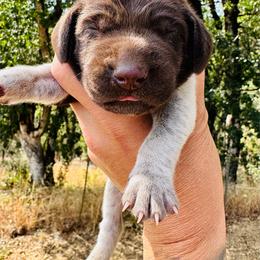 Ten Bears - Liver roan male German Shorthaired Pointer puppy in Redding, California from Macushla Kennel