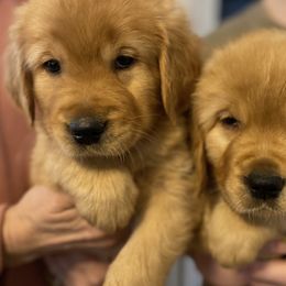 Golden Retriever Puppies from Rainy Day Goldens