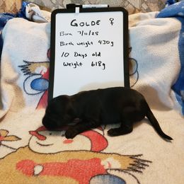Girl 1 - Black female Flat-Coated Retriever puppy in Stillwater, Minnesota from Whirlwind Flat-Coated Retrievers